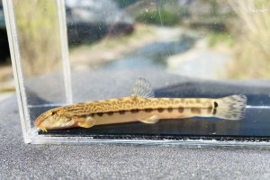 画像1: オオシマドジョウ　（約6〜8cm）　奈良産