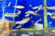 特価　アマゴ　（小）　５匹セット