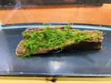 ウィローモスつき流木  （小）