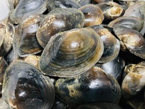 画像1: ドブ貝　琵琶湖水系産　７コセット