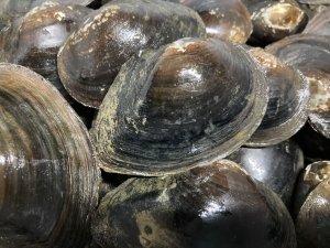 画像1: ドブ貝　琵琶湖水系産　３コセット