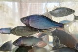 ミナミアカヒレタビラ　福井産　♂♀♀３匹