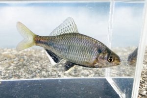 画像1: シロヒレタビラ　（大：婚姻色）　琵琶湖産　♂