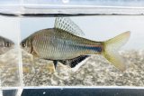 シロヒレタビラ　（大：婚姻色）　琵琶湖産　♂２匹セット