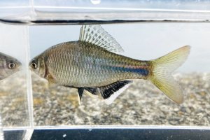 画像1: シロヒレタビラ　（大：婚姻色）　琵琶湖産　♂２匹セット