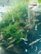 特価　カネヒラ　（ベビー）　３０匹セット