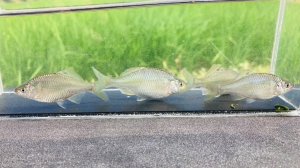 画像1: カネヒラ　（約5〜６cm）　琵琶湖水系産　３匹