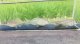カネヒラ　（約5〜６cm）　琵琶湖水系産　３匹