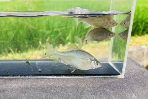 画像2: カネヒラ　（約5〜６cm）　琵琶湖水系産　３匹
