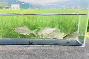 画像4: カネヒラ　（約5〜６cm）　琵琶湖水系産　３匹