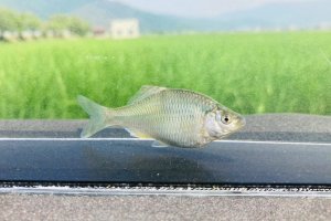 画像5: カネヒラ　（約5〜６cm）　琵琶湖水系産　３匹