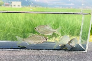 画像3: カネヒラ　（約5〜６cm）　琵琶湖水系産　３匹