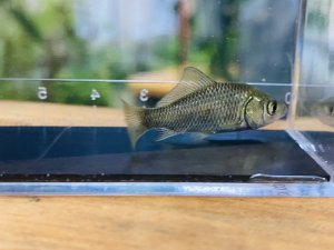 画像3: 特価　福井のフナ　（仔）　３０匹セット
