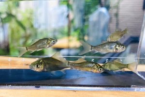 画像1: 特価　福井のフナ　（仔）　３０匹セット