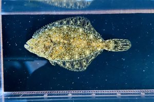 画像1: ヌマガレイ　（約3〜4cm）　北海道産
