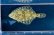 画像1: ヌマガレイ　（約3〜4cm）　北海道産 (1)