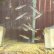 画像1: イトモロコ　（仔）　兵庫産　２匹 (1)