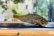 画像3: “エゾアカブナ：北海道のフナ”　（約6cm） (3)