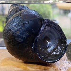 画像1: オオタニシ