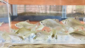 画像1: 特価　タイリクバラタナゴ　♀　３０匹セット