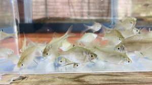 画像3: 特価　タイリクバラタナゴ　♀　３０匹セット