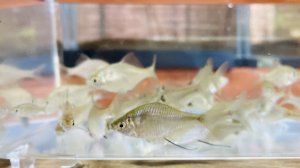 画像4: 特価　タイリクバラタナゴ　♀　３０匹セット
