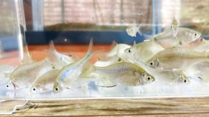 画像2: 特価　タイリクバラタナゴ　♀　３０匹セット