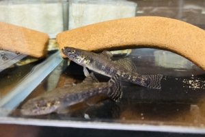 画像1: ウキゴリ　（約6〜7cm）　北海道産