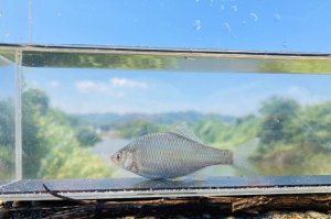 画像1: カネヒラ　（約5〜6cm）　徳島産　７匹セット
