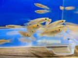 ヒメダカ　５０匹