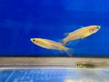 ヒメダカ　１０匹