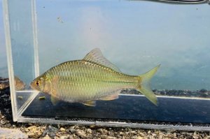 画像1: カネヒラ　（約7〜8cm）　琵琶湖産　♂♂２匹