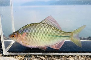 画像1: カネヒラ 　（大：淡い婚姻色）　琵琶湖産　♂