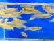 ヒメダカ　１５０匹