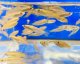 ヒメダカ　１００匹