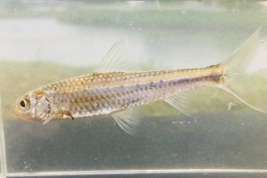 画像2: スゴモロコ　（やや大）　琵琶湖水系産