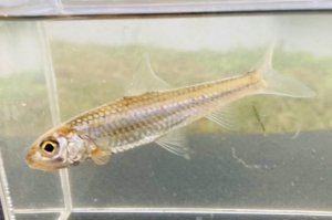 画像4: スゴモロコ　（やや大）　琵琶湖水系産