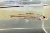 スゴモロコ　（中）　琵琶湖水系産　３匹セット