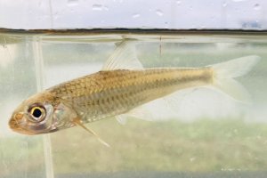 画像3: スゴモロコ　（やや大）　琵琶湖水系産