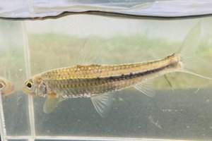 画像1: スゴモロコ　（やや大）　琵琶湖水系産
