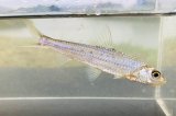 スゴモロコ　（中）　琵琶湖水系産