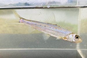画像1: スゴモロコ　（中）　琵琶湖水系産