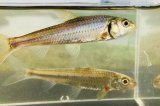 スゴモロコ　（やや大）　琵琶湖水系産　３匹セット