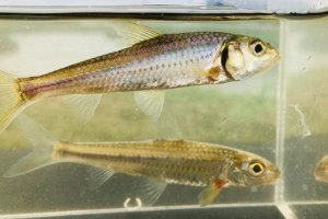 画像5: スゴモロコ　（やや大）　琵琶湖水系産