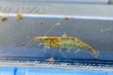 ミナミヌマエビ　（中〜大）　１０匹