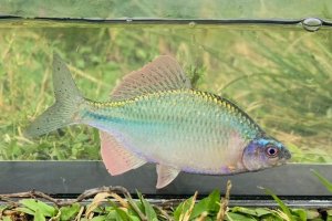 画像4: カネヒラ　（大：婚姻色美）　琵琶湖水系産　♂