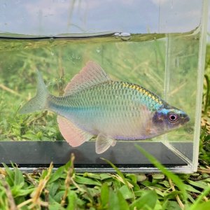 画像1: カネヒラ　（大：婚姻色美）　琵琶湖水系産　♂♂♂３セット