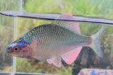 カネヒラ　（大：婚姻色）　琵琶湖水系産　３ペア