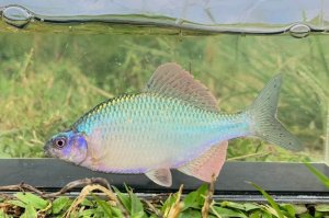 画像5: カネヒラ　（大：婚姻色美）　琵琶湖水系産　♂