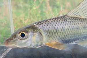 画像1: ニゴイ 　（約15cm）　琵琶湖水系産